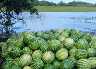 Melancia do Aduacá é vendida diretamente por produtores aos consumidores no Mercado Zezito Assayag neste domingo