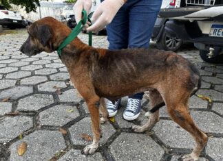 Após denúncia, Polícia Civil prende homem por maus-tratos contra cadela no bairro Dom Pedro