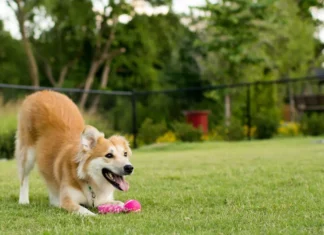SP proíbe acorrentamento de pets e delimita novas regras para o bem-estar animal