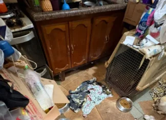Polícia-SP resgata mais de 100 animais em situação de maus-tratos na Capital
