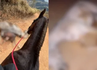 Homem culpa embriaguez por mutilar cavalo