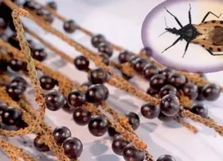 COP30 restringe o consumo de açaí dentro do evento devido a precauções sanitárias contra a doença de Chagas