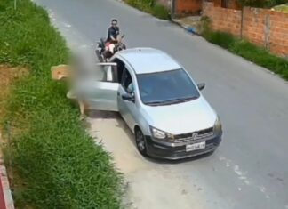 Polícia Civil solicita ajuda para identificar autores de abandono de filhotes e cadela no bairro Nova Cidade