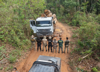 PF combate extração ilegal de madeira em terra indígena em Rondônia