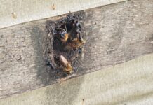 Adaf convoca produtores para atualização cadastral de animais até 15 de dezembro