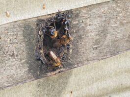 Adaf convoca produtores para atualização cadastral de animais até 15 de dezembro