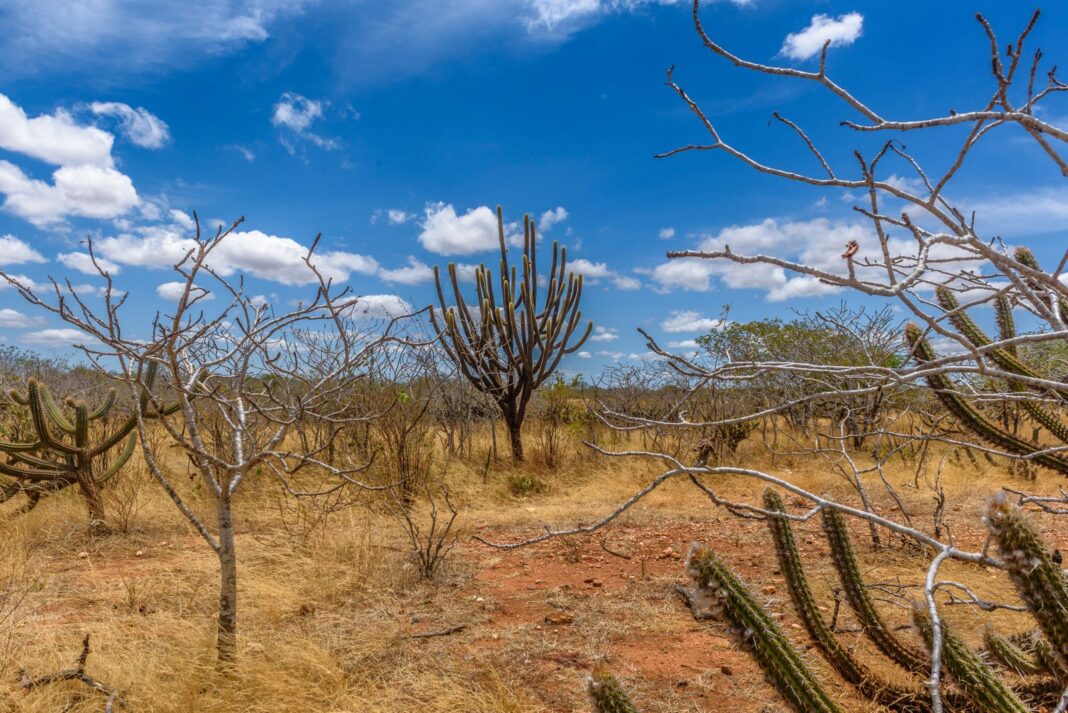 Bioma Caatinga - Foto: Reprodução / Freepik