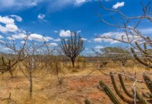 Lideranças da Caatinga, Mata Atlântica e Pampa debatem justiça climática e políticas públicas nesta quinta