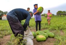 Prefeitura de Parintins realiza escoamento de melancia produzida pela Grupo de Mulheres Águia Rural