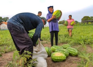 Prefeitura de Parintins realiza escoamento de melancia produzida pela Grupo de Mulheres Águia Rural