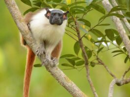 Prefeitura apresenta o Plano de Ação Climática de Manaus para consulta pública em evento alusivo ao Sauim-de-coleira