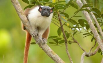 Prefeitura apresenta o Plano de Ação Climática de Manaus para consulta pública em evento alusivo ao Sauim-de-coleira