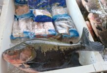 Feirão do Pescado: ADS comercializa mais de 11 toneladas de peixes em dois dias de ação