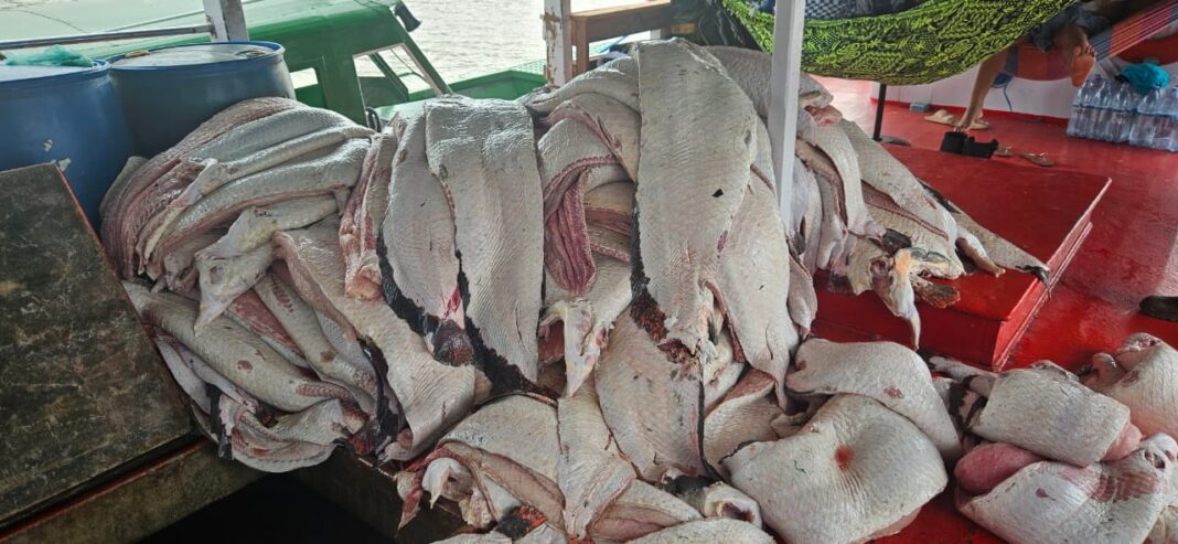 APREENSÃO PIAGAÇU (FOTO_IVULGAÇÃO) (5)