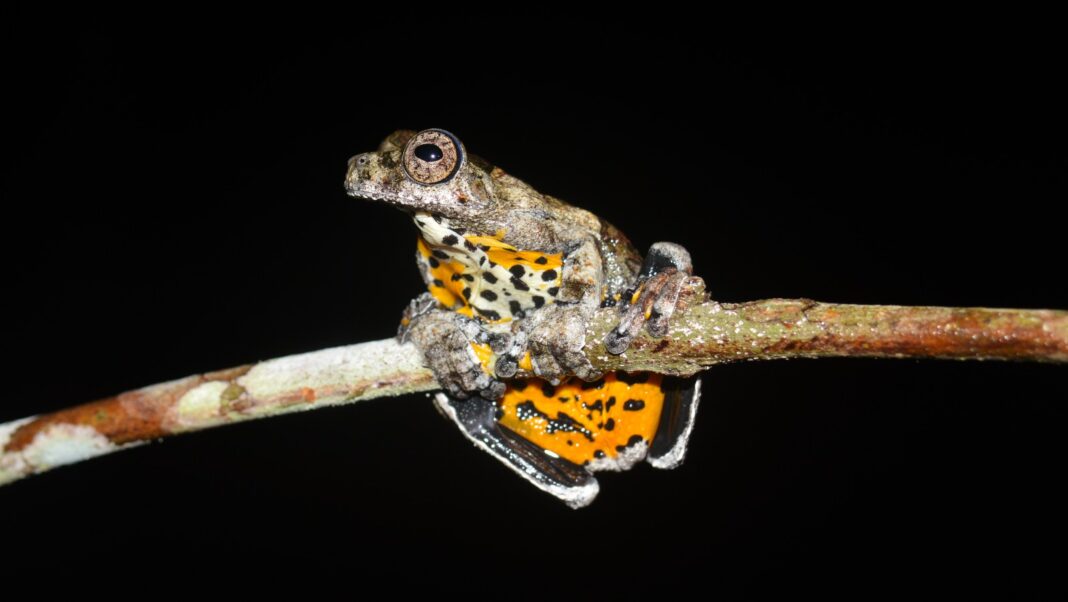 Foto: Rickelmy Holanda e Igor Yuri Fernandes / Fapeam