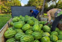Empreendedorismo: Parintins tem primeira safra de melancia produzida na cidade