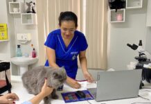 Castração salva vidas: veterinária alerta sobre riscosgraves para gatos não castrados