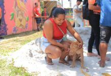 Prefeitura de Parintins inicia nova etapa do Mutirão de Castração Animal