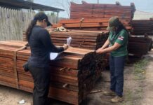 Em outubro, Ipaam libera mais de 300 mil metros cúbicos de madeira para produção legal no Amazonas