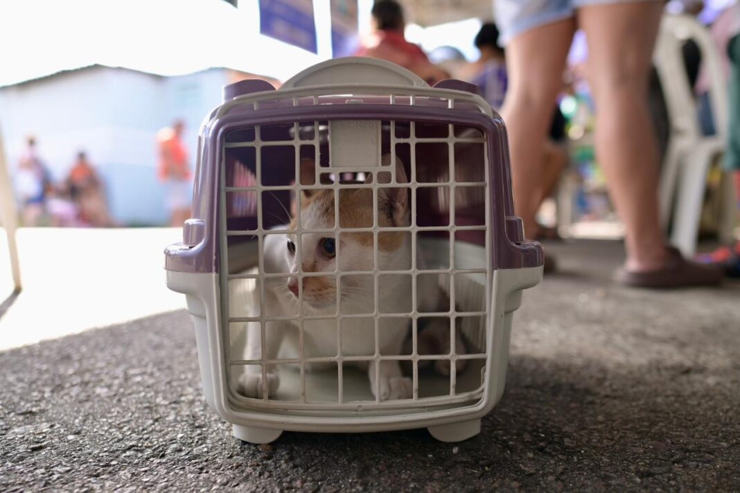 Foto: Divulgação / Secretaria de Estado de Proteção Animal