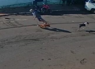 Morre idoso ‘atropelado’ por cachorro que corria na rua no interior (VÍDEO)