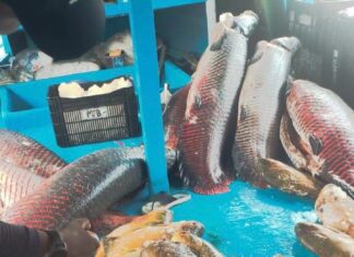 Base Arpão 2: PMAM apreende mais de duas toneladas de pescado irregular em embarcação