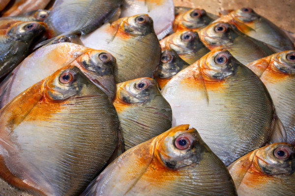 Os casos compatíveis relataram consumo de pacu - Foto: Divulgação / FVS-RCP