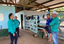 Prefeitura de Parintins apoia produção de queijos bubalinos com mecanização para recuperar pastagens