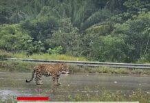 ALERTA NO CACAU PIRÊRA: Ataque de onça assusta moradores e trabalhadores em Iranduba