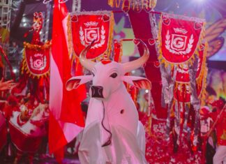 Garantido intensifica preparativos para Carnaboi 2026 em Parintins