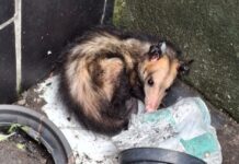 Ipaam resgatou 389 animais silvestres em Manaus ao longo em 2025