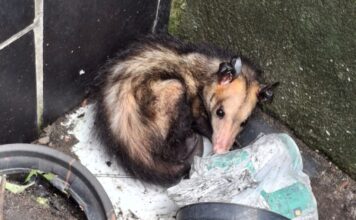 Ipaam resgatou 389 animais silvestres em Manaus ao longo em 2025