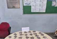 PMAM captura foragido da Justiça por roubo que estava em posse de 425 trouxinhas de maconha