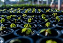 Semig destaca investimento de US$ 100 milhões da Mineração Taboca como marco para o desenvolvimento mineral do Amazonas