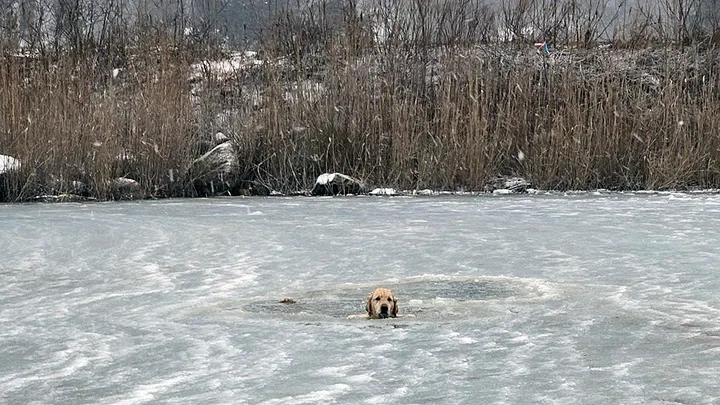 phoenix-trapped-in-icy-pond