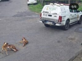 Viatura da PM é suspeita de atropelar dois Caramelos e fugir sem prestar socorro em Manaus (VÍDEO com cenas fortes)