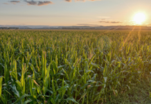 PIB da agropecuária cresce 11,7% e impulsiona resultado da economia em 2025