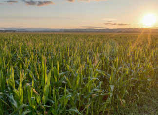 PIB da agropecuária cresce 11,7% e impulsiona resultado da economia em 2025