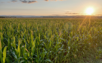 PIB da agropecuária cresce 11,7% e impulsiona resultado da economia em 2025