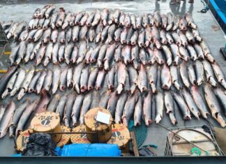 Base Arpão 2: PMAM apreendeu mais de 16 toneladas de pescado ilegal em Coari