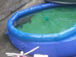 Em Manaus, dona de casa encontra jacaré em piscina de plástico e aciona o Corpo de Bombeiros para o resgate