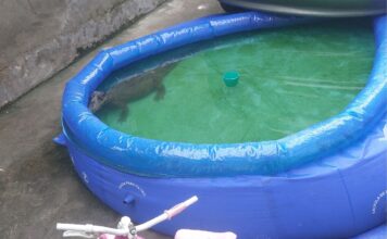 Em Manaus, dona de casa encontra jacaré em piscina de plástico e aciona o Corpo de Bombeiros para o resgate