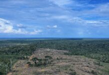 Operação Tamoiotatá 6: Ipaam aplica R$ 465 mil em multas e embarga área equivalente a 49 campos de futebol em Apuí