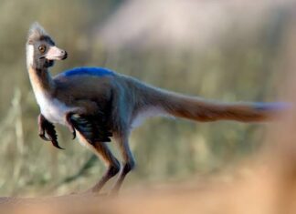 Um dinossauro do tamanho de uma galinha foi encontrado na Patagônia – e mudou o que se sabia sobre sua evolução