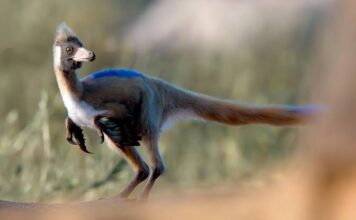 Um dinossauro do tamanho de uma galinha foi encontrado na Patagônia – e mudou o que se sabia sobre sua evolução