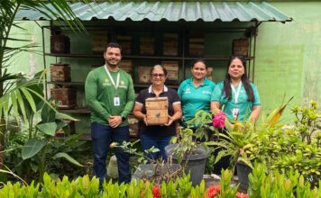 Prefeitura de Parintins e IPAAM criam ações para regularização na Meliponicultura