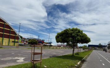 Prefeitura de Parintins intensifica arborização urbana e rural com plantio de 700 mudas no município