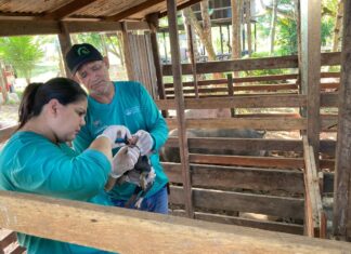 Prefeitura de Parintins executa Plano Municipal de Fortalecimento da Suinocultura