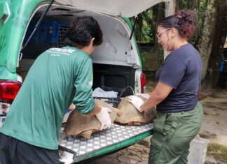 Operação contra cativeiros ilegais resgata mais de 50 animais silvestres na zona leste de Manaus