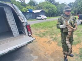 Polícia Militar do Amazonas resgata cobra jiboia em área de jardim de escola estadual